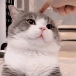 potatocat.gif